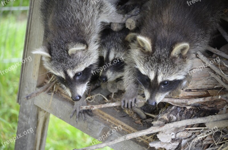 Raccoon Face Sweet Furry Eyes