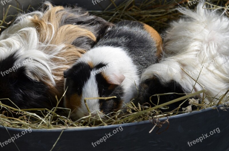 Guinea Pig Colorful Lure Backlighting Beautiful