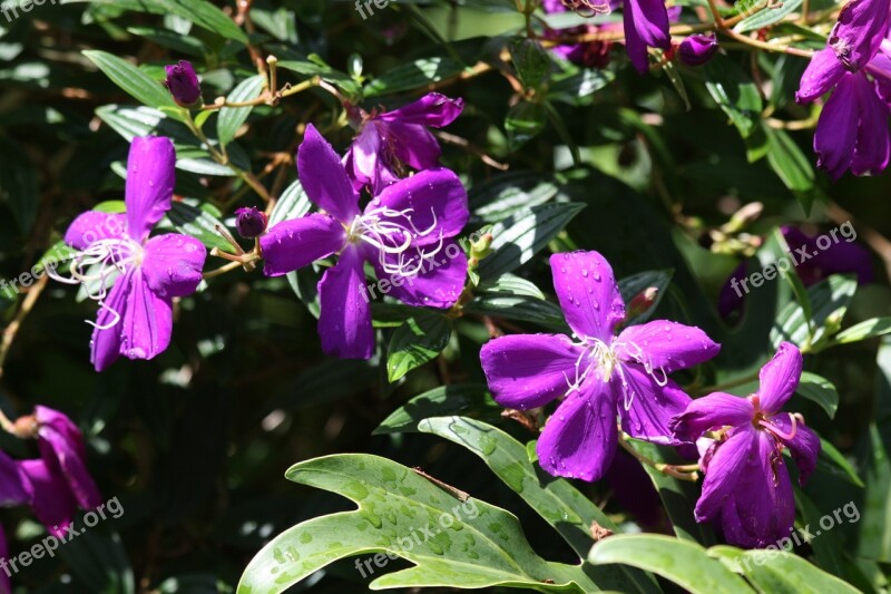 Tibouchina Granulosa Glory Bush Glory Tree Tree Shrub