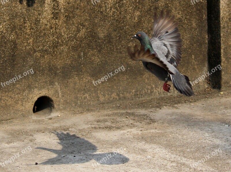 Pigeon Bird Wild Life Nature Animal