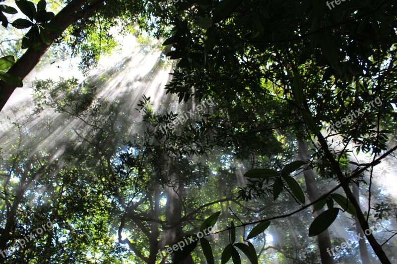 Cloud Forest Forest Jungle Nature Mood