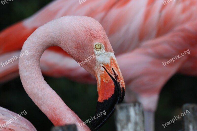 Flamingo Bird Avian Animal Wading