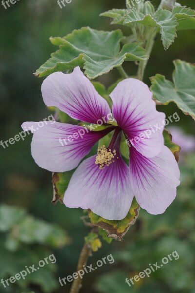 Flower Ibiscus Botany Flora Flowering