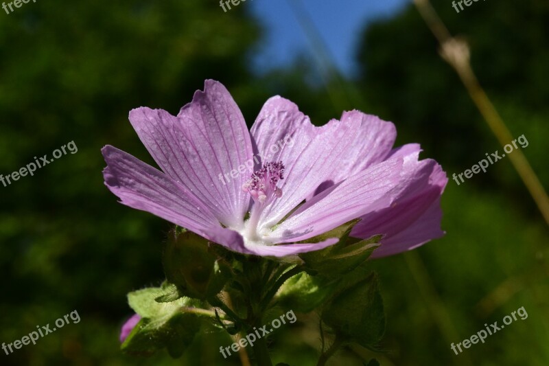 Roses-mallow Malva Alcea Rose Mallow Spitzblättrige Mallow Sigmar Herb