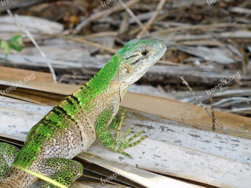 Lizard Green Anole Lizard Anole Wildlife Florida