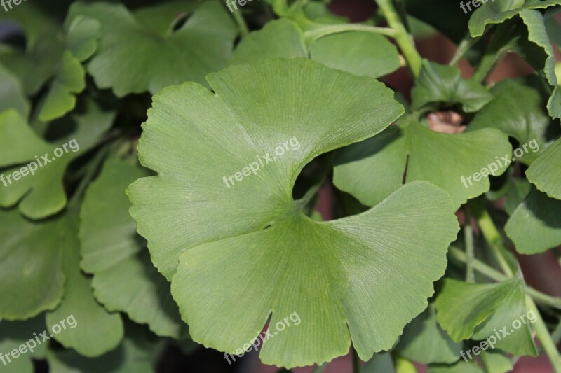 Gingko Leaf Green Leaves Plant