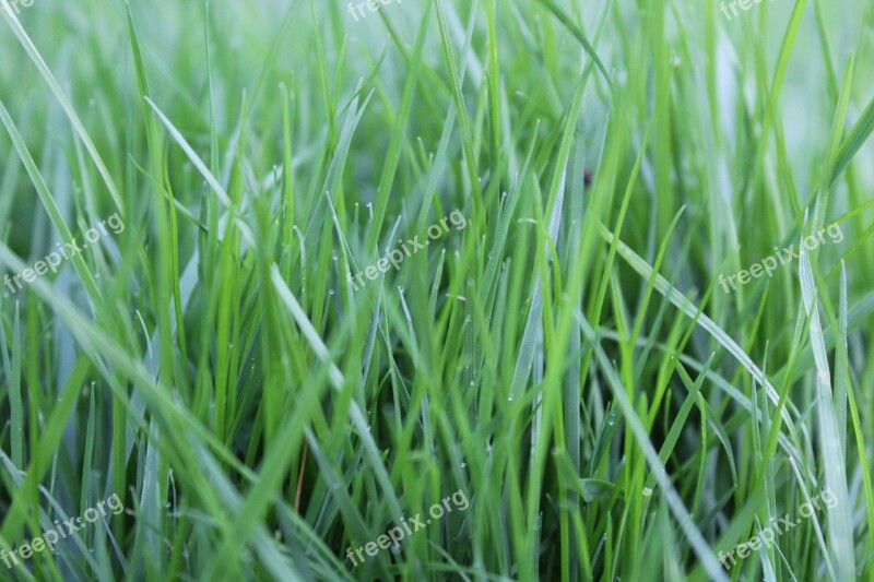 Grass Rush Green Nature Blades Of Grass