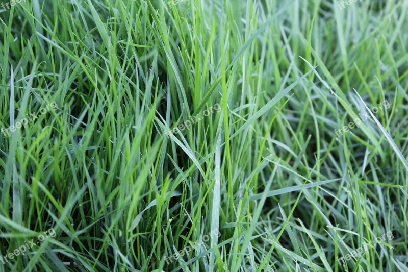 Grass Rush Green Nature Blades Of Grass