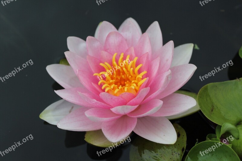 Water Lily Pond Aquatic Plant Nature Blossom