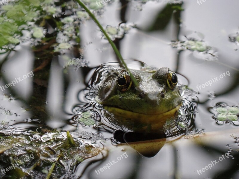 Pond Water Frog Amphibian Toad