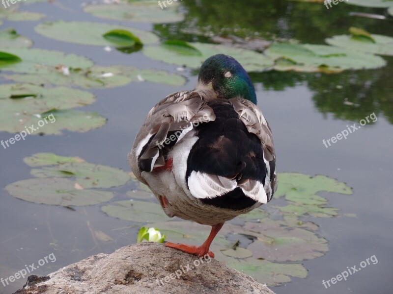 Wild Duck Mallard Nature Feathers Free Photos