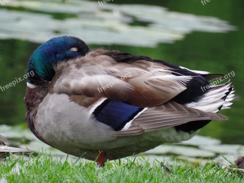 Wild Duck Mallard Animals Pond Free Photos