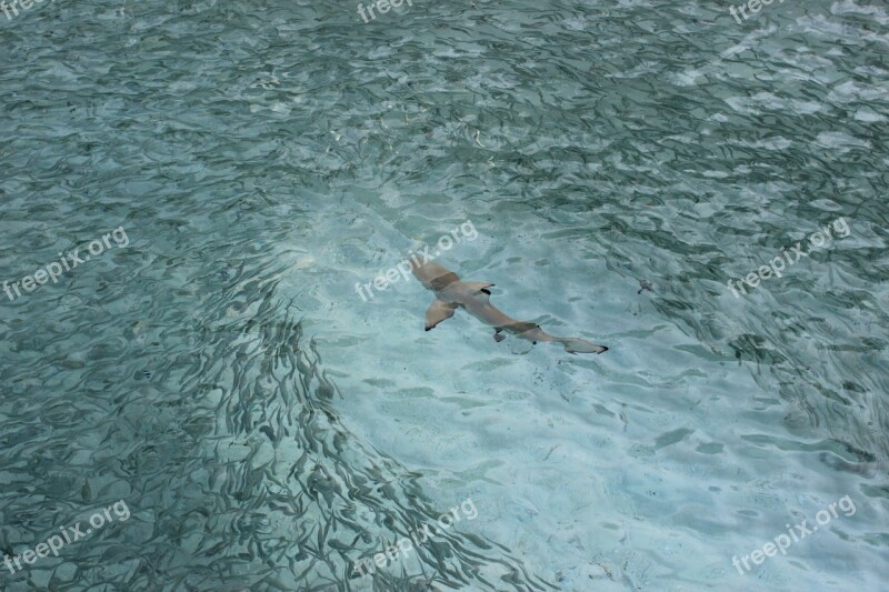 Hai Reef Shark Meeresbewohner Underwater Indian Ocean