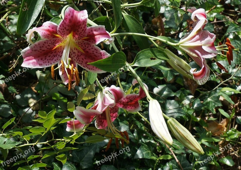 Asiatic Lily Trio Asiatic Lily Lily Flower Blossom