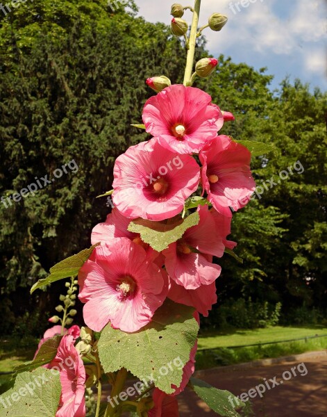 Common Hollyhock Flower Plant Blossom Alcea Rosea