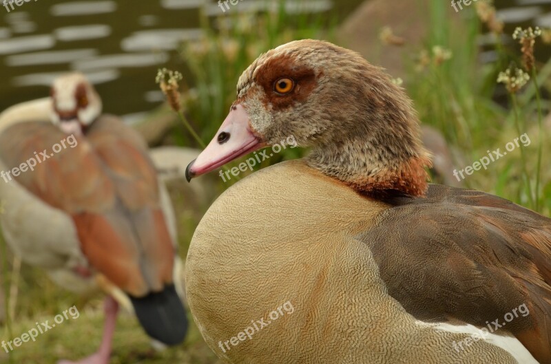 Goose Nile Goose Bird Waterfowl Nature