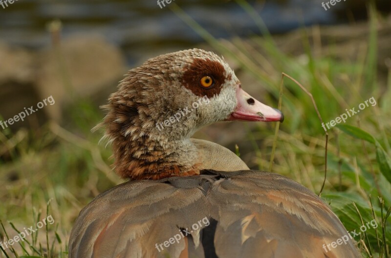 Goose Nile Goose Bird Waterfowl Nature