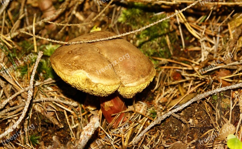 Mushroom Toxic Forest Autumn Poison