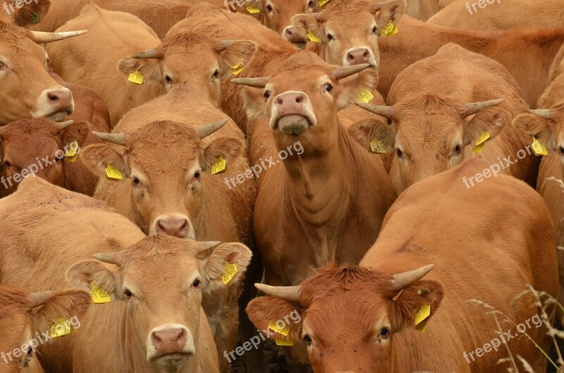 Cow Cattle Animal Husbandry Herd Together