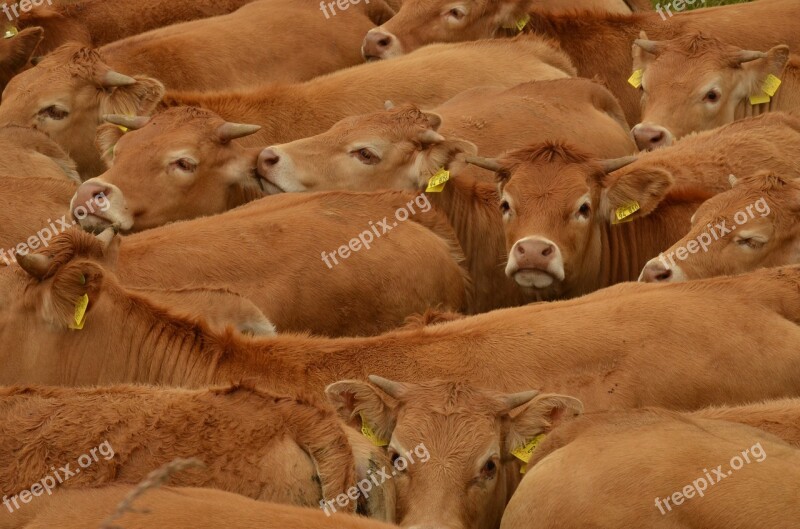 Cow Cattle Animal Husbandry Herd Together