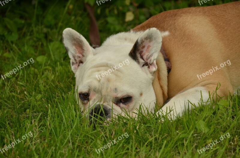 Dog Bulldog Pet Head Are