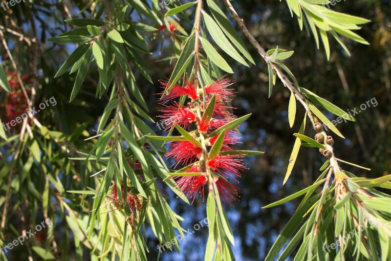 Callistemon Stamens Beautiful Bottle Washer Callistemon Viminalis Weeping Calistemon