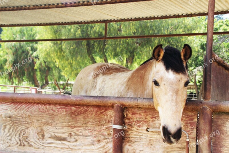 Horse Ranch Rural Stallion Equestrian