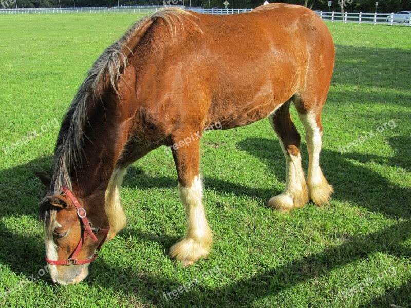 Clydesdale Horse Yearling Young Grazing