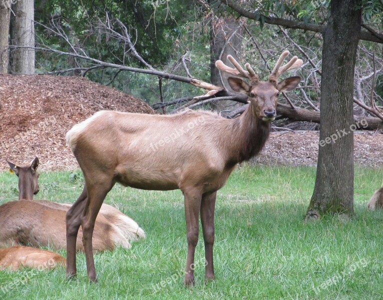 Red Deer Portrait Animal Buck Standing