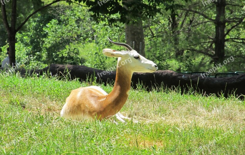 Gazelle Antelope Wildlife Nature Resting