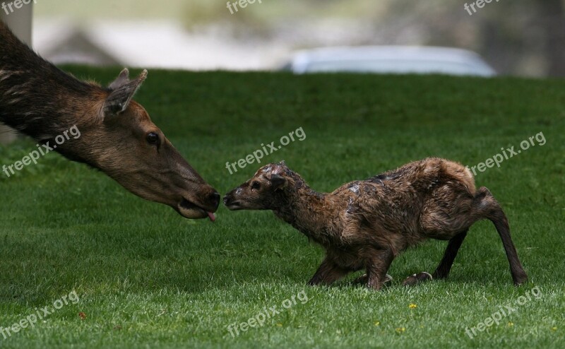 Newborn Elk Calf Baby Wildlife