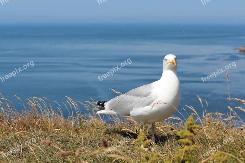 Gull Helgoland Bird Sea Island North Sea