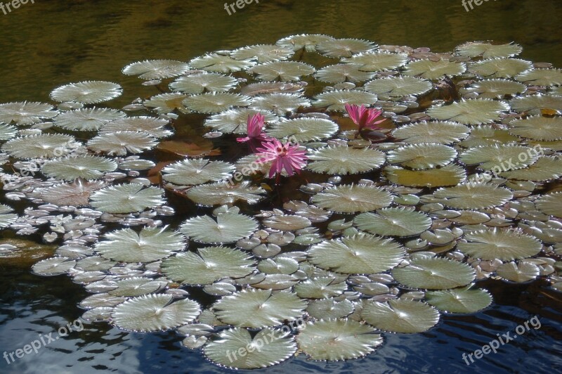 Water Lily Pink Flower Aquatic Plant Pond Lilies