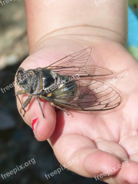 Cicada I Cicádido Crayfish Summer Cri-cri Insect