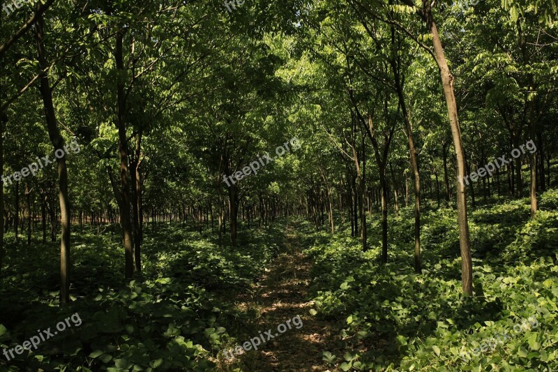 Hevea Rubber Plantation Rubber Green Nature Free Photos