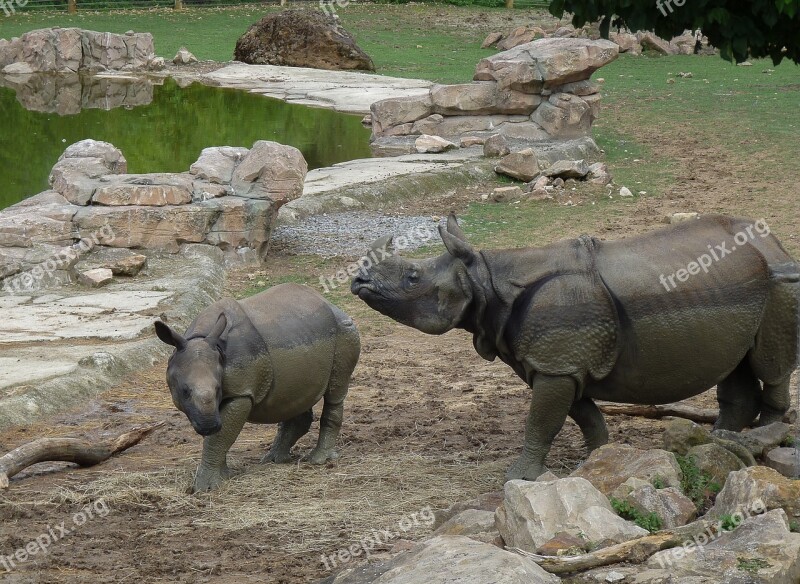 Zoo Rhinoceros Wild Animals Horns Free Photos