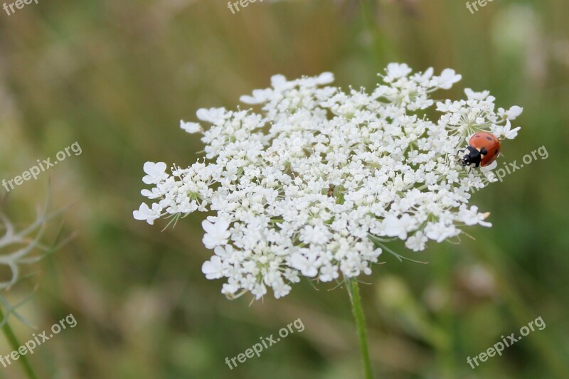 Herb Flower Plant Nature White