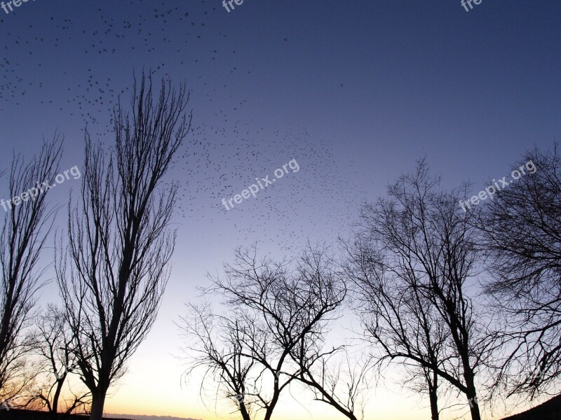 Dusk Flock Birds Trees Free Photos