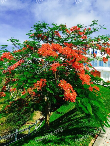 Roatan Bay Islands Palmetto Coasts Bush Red Blossom