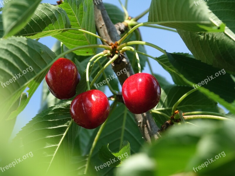 Cherries Fruits Summer Red Fruits Tree Brench