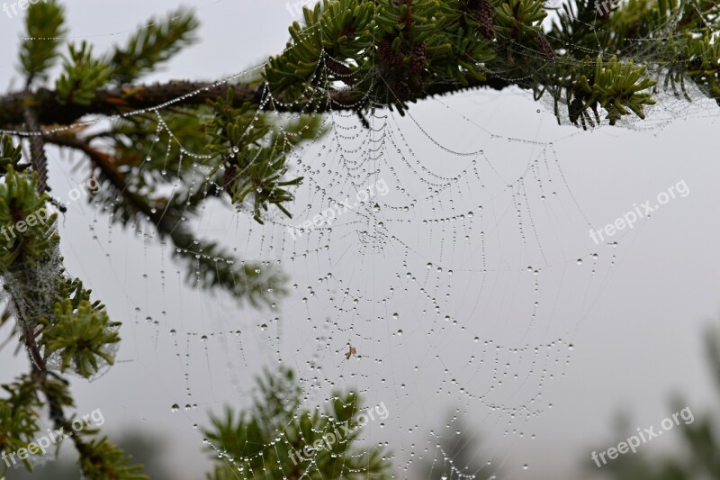 Nature Web Autumn Spider Rough