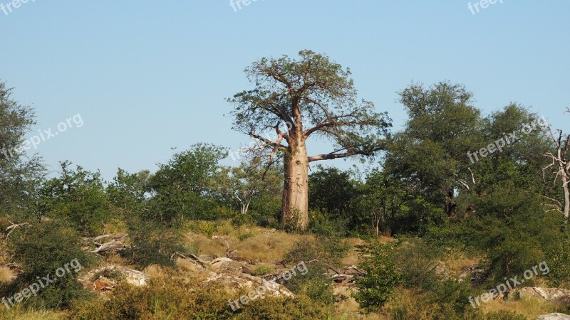 Trees Landscape Plants Baobab Africa