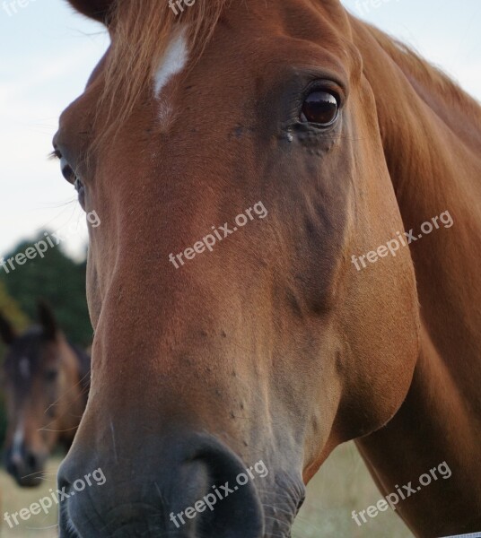 Horse Horse Head Animal Portrait Animal Expressive