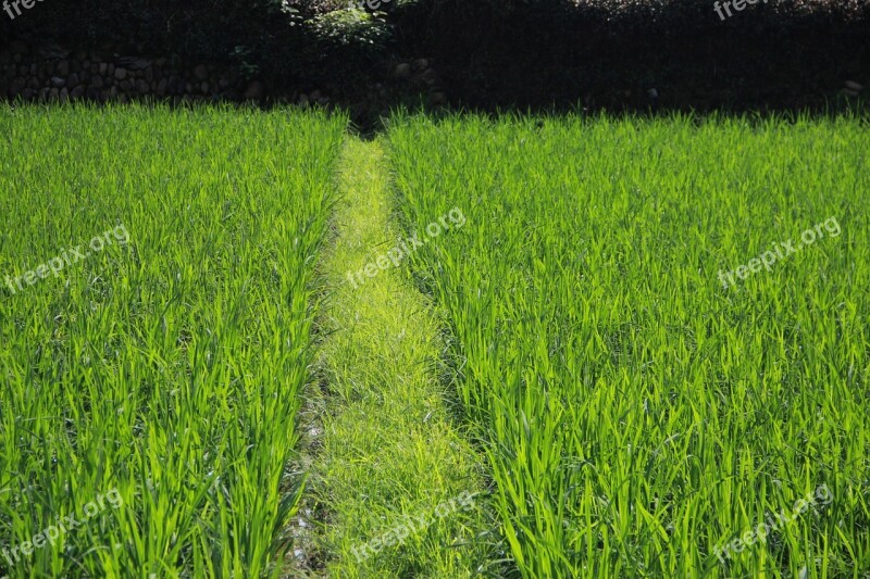 China Culture Xia Tian Farmland Grass