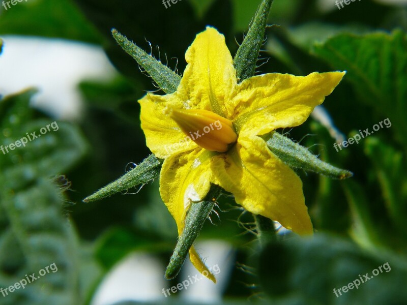 Tomato Tomato Flower Light Fruit Yellow Summer