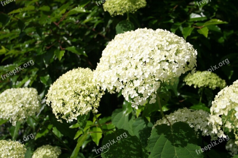 Hydrangeas Plant Blossom Bloom Flower