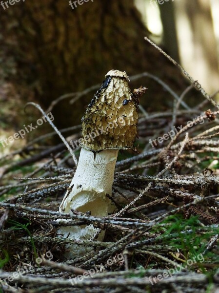 Stinkmorchel Morel Common Stinkmorchel Stench Phallus Impudicus