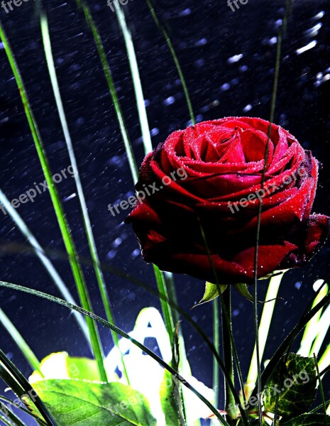 Rose Red Mirroring Flower Blossom