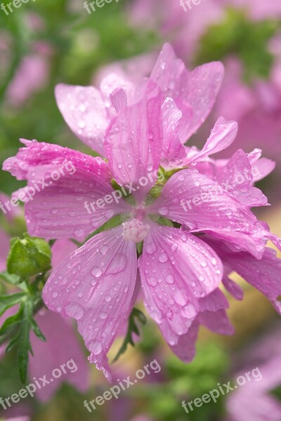 Mallow Pink Mallow Pink Flower Summer Flower Rain