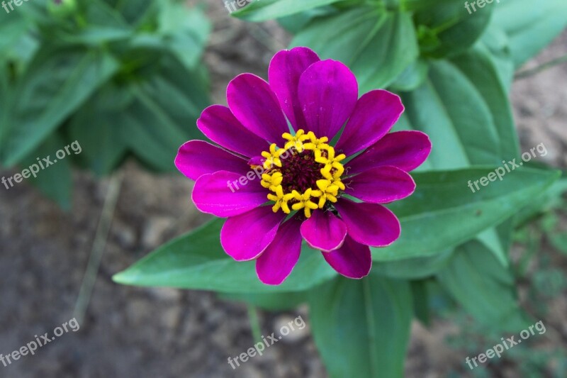 Violet Flower Purple Flower Violet Flower Flowers